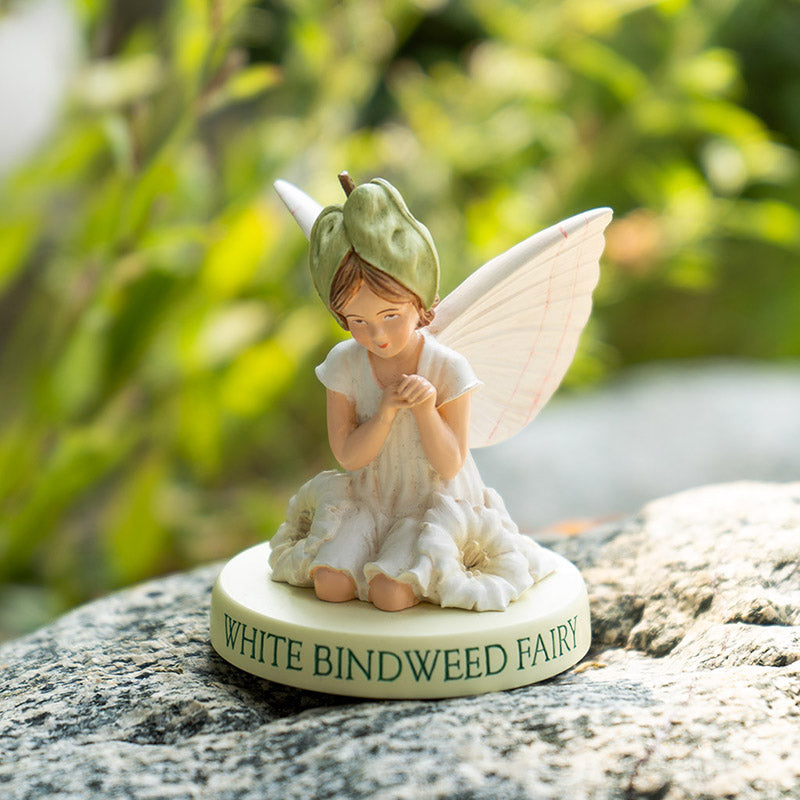 Hada Flower White Bindweed
